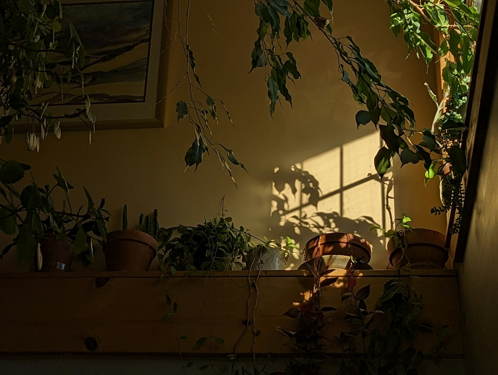 Potted plants crowding a sunlit windowsill